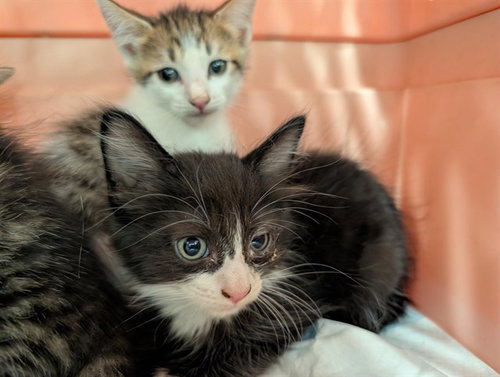 BLUEY, a cat for adoption from Lake County Animal Services