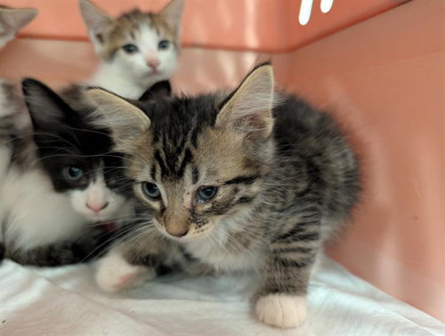 BANDIT, a cat for adoption from Lake County Animal Services