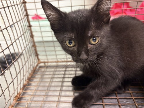 VALERIE, a cat for adoption from Lake County Animal Services