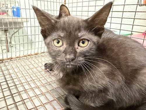 MARIE, a cat for adoption from Lake County Animal Services