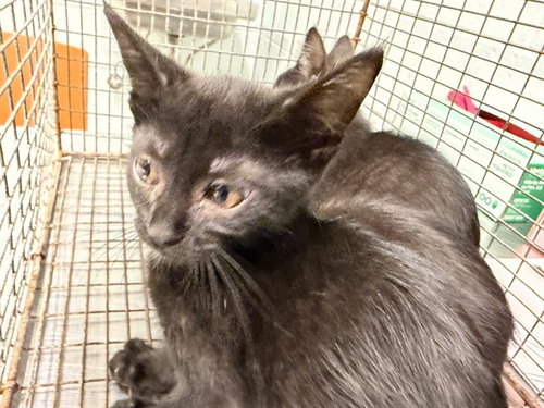 LINDA, a cat for adoption from Lake County Animal Services