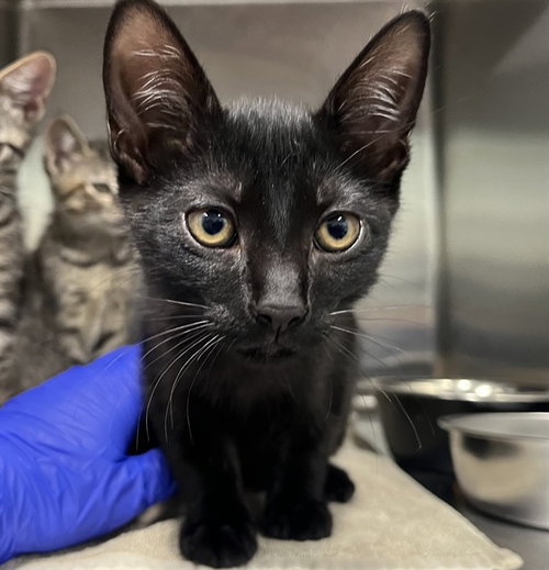 MOON, a cat for adoption from Lake County Animal Services