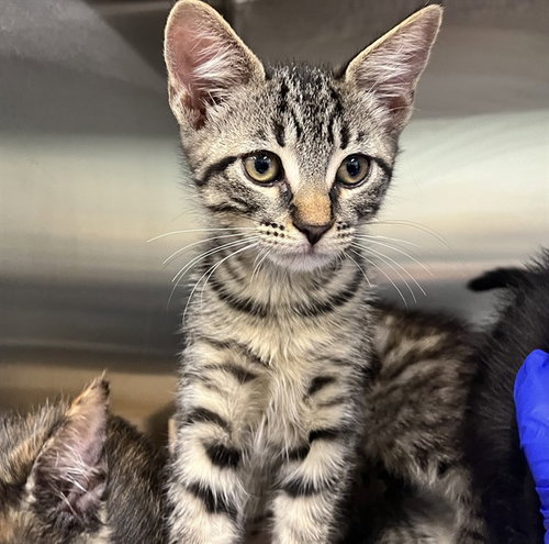 JOHNNY, a cat for adoption from Lake County Animal Services