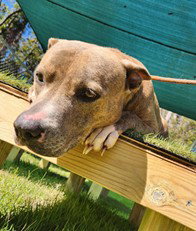 MATILDA, a dog for adoption from Lake County Animal Services