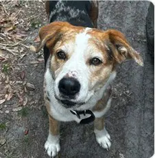Marky Mark - Catahoula Leopard Dog