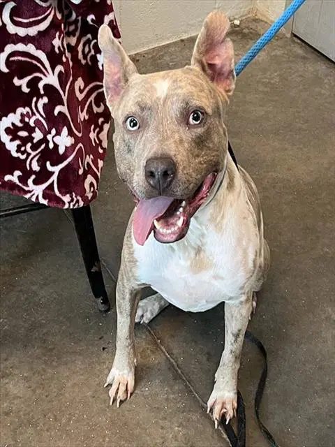 Niko - Catahoula Leopard Dog