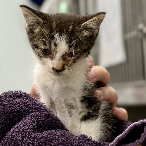 A084964, a cat for adoption from Lake County Animal Services