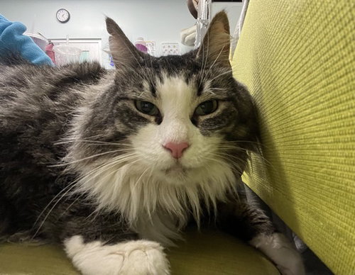 LUNA, a cat for adoption from Lake County Animal Services