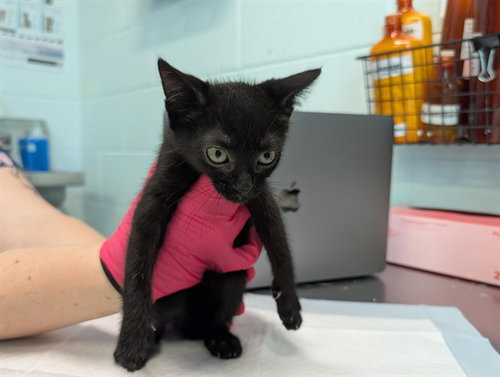 AURORA, a cat for adoption from Lake County Animal Services