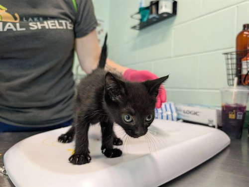 MERIDA, a cat for adoption from Lake County Animal Services