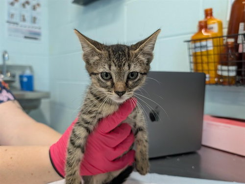 TIANA, a cat for adoption from Lake County Animal Services