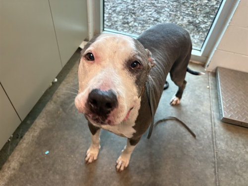 BLUE, a dog for adoption from Lake County Animal Services