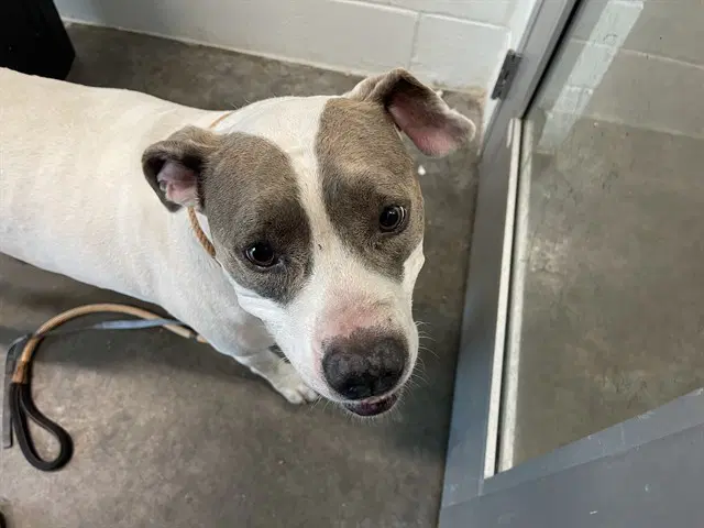 Tessa Marie - American Staffordshire Terrier