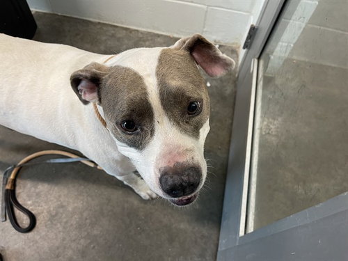 TESSA MARIE, a dog for adoption from Lake County Animal Services