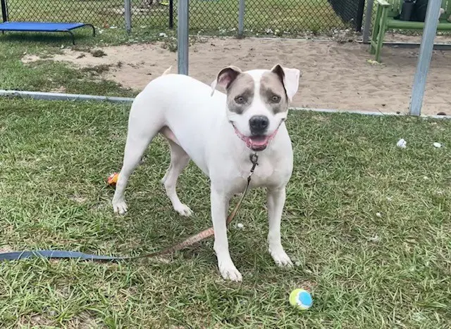 Tessa Marie - American Staffordshire Terrier