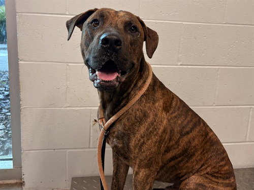 PERCY, a dog for adoption from Lake County Animal Services