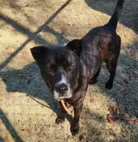Papa - American Pit Bull Terrier