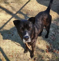 PAPA, a dog for adoption from Lake County Animal Services