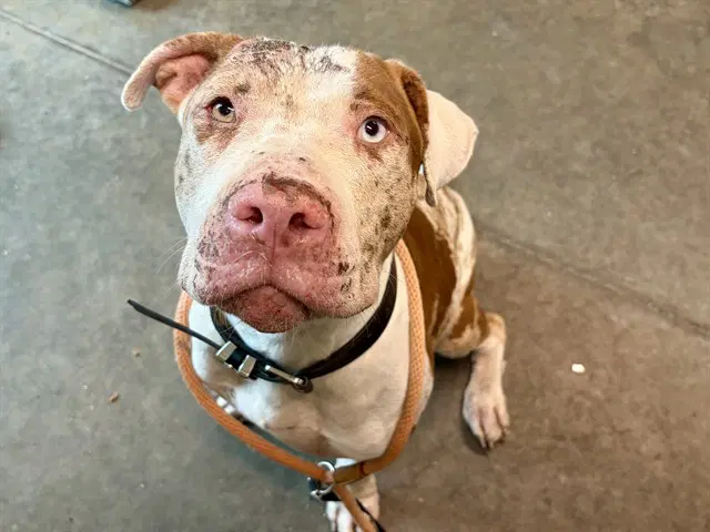 Stuart - Catahoula Leopard Dog