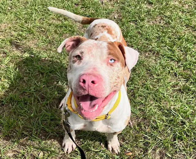Stuart - Catahoula Leopard Dog