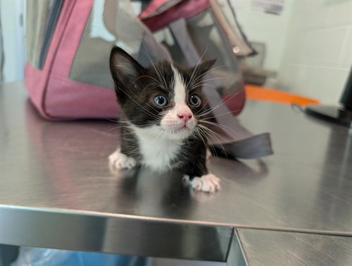 BRENNA, a cat for adoption from Lake County Animal Services