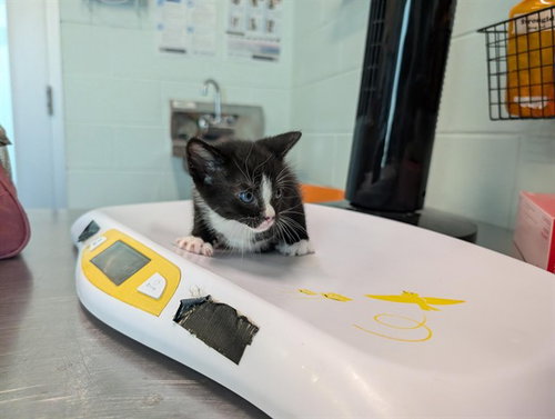 DAVE, a cat for adoption from Lake County Animal Services