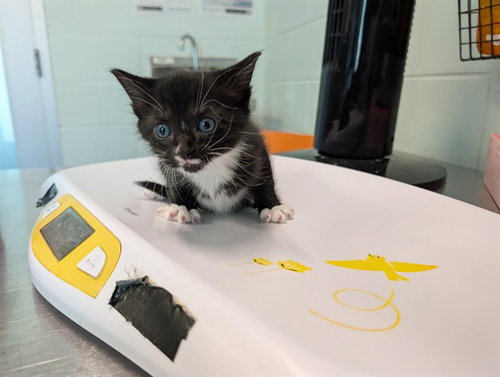 ALISSA, a cat for adoption from Lake County Animal Services