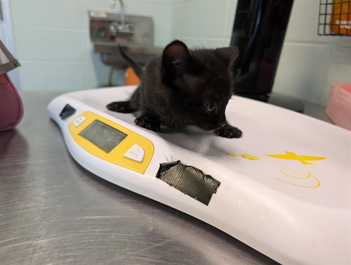ETHAN, a cat for adoption from Lake County Animal Services