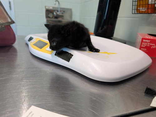 DANI, a cat for adoption from Lake County Animal Services