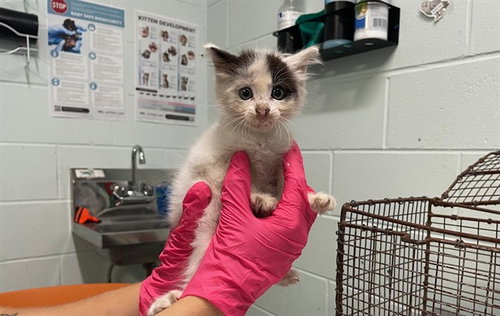 PIXIE, a cat for adoption from Lake County Animal Services