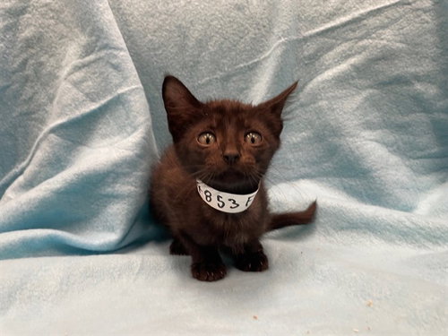 PEREGRINE, a cat for adoption from Lake County Animal Services