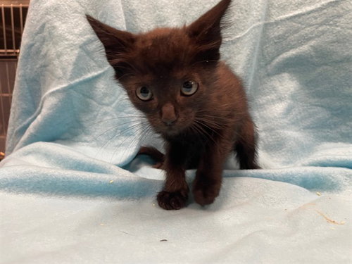 DONNIE, a cat for adoption from Lake County Animal Services