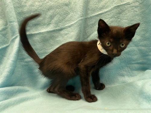 DARKO, a cat for adoption from Lake County Animal Services