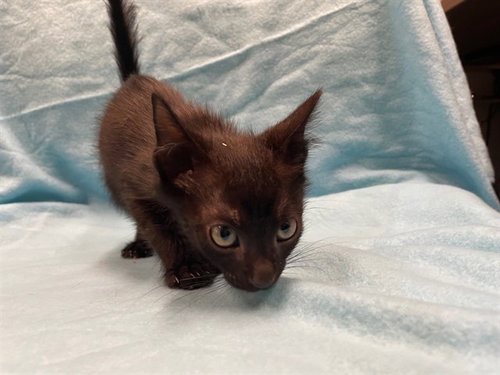 MYERS, a cat for adoption from Lake County Animal Services