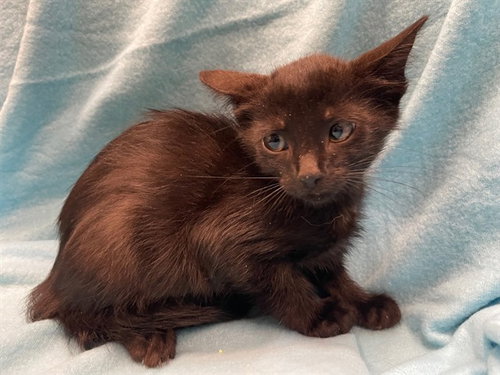 VOORHEES, a cat for adoption from Lake County Animal Services