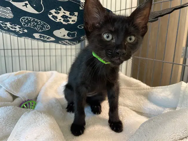 Grace - Domestic Short Hair