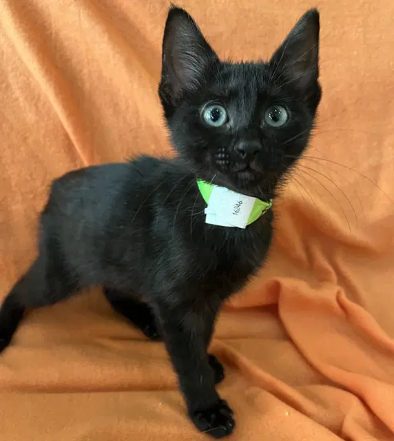 Grace - Domestic Short Hair