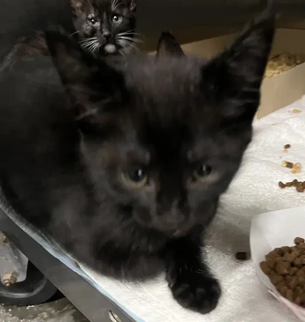 Unknown - Domestic Short Hair