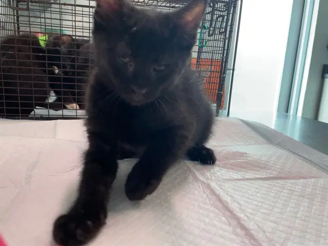 Unknown - Domestic Short Hair