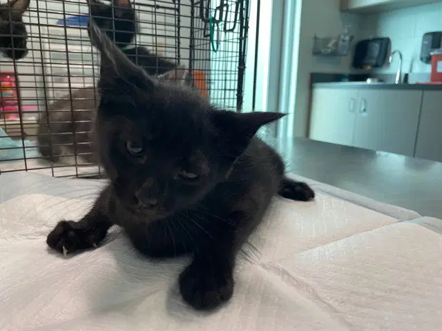 Unknown - Domestic Short Hair