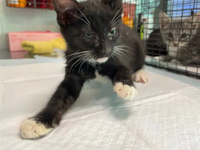Unknown - Domestic Short Hair