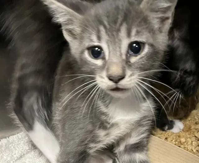 Unknown - Domestic Short Hair