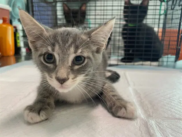 Unknown - Domestic Short Hair