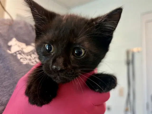 Basil - Domestic Short Hair