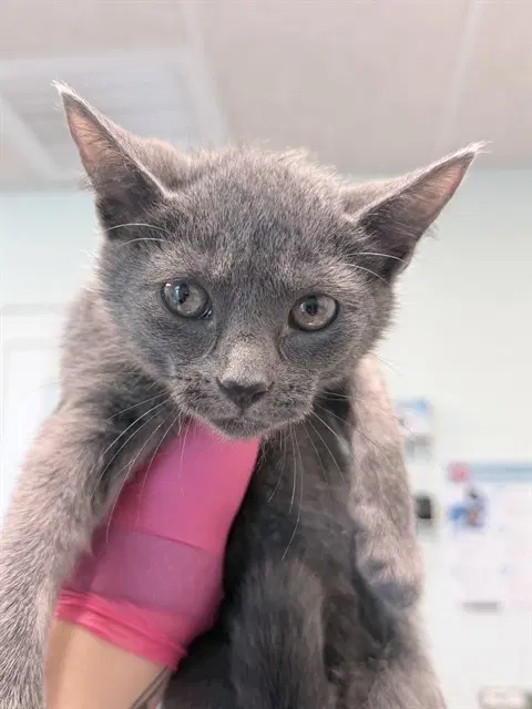 Cedar - Domestic Short Hair