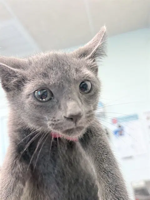 Daisy - Domestic Short Hair