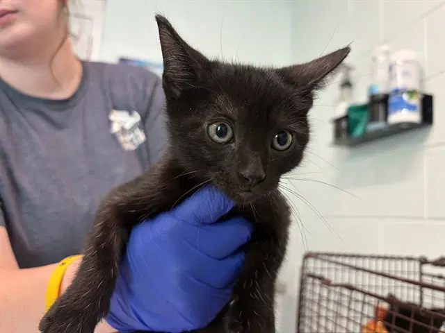 Bo - Domestic Short Hair