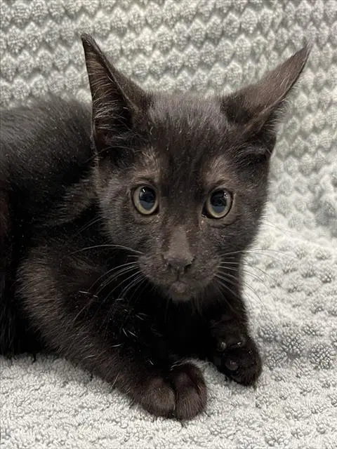 Bo - Domestic Short Hair