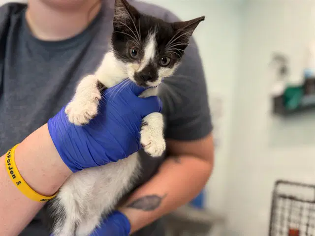 Moose - Domestic Short Hair