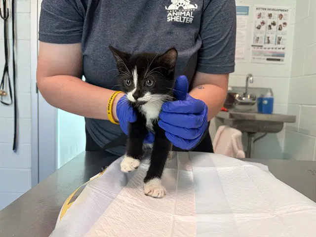 Beckham - Domestic Short Hair